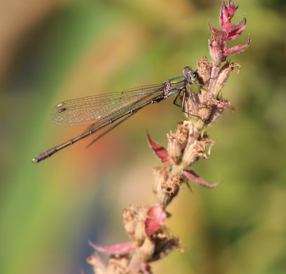 dragonfly