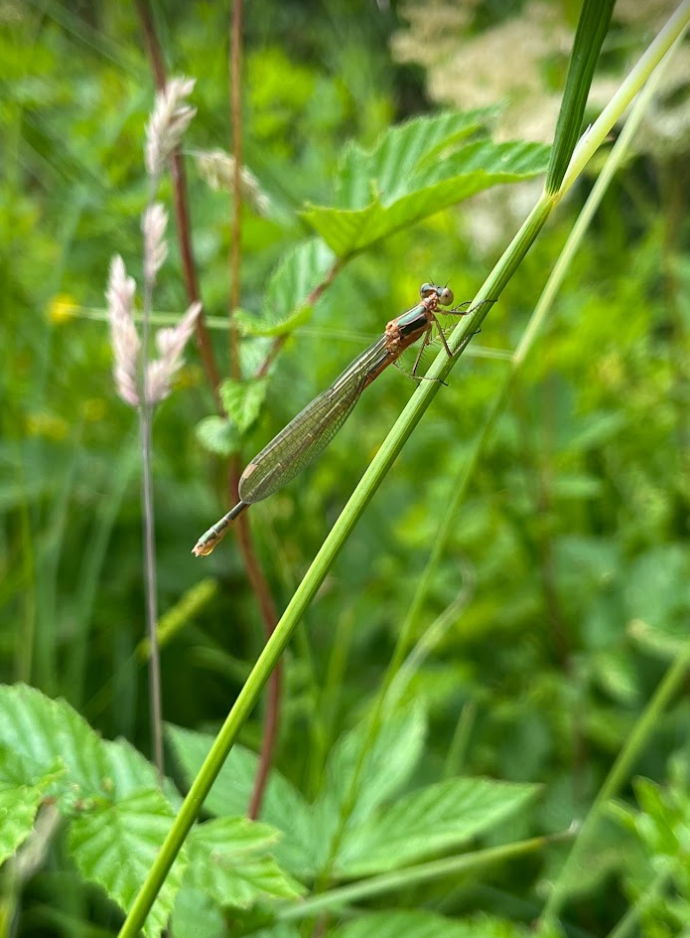 dragonfly (2)